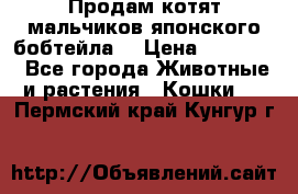 Продам котят мальчиков японского бобтейла. › Цена ­ 30 000 - Все города Животные и растения » Кошки   . Пермский край,Кунгур г.